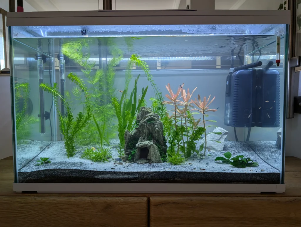 146 Liter Aquarium nach 3 Wochen
